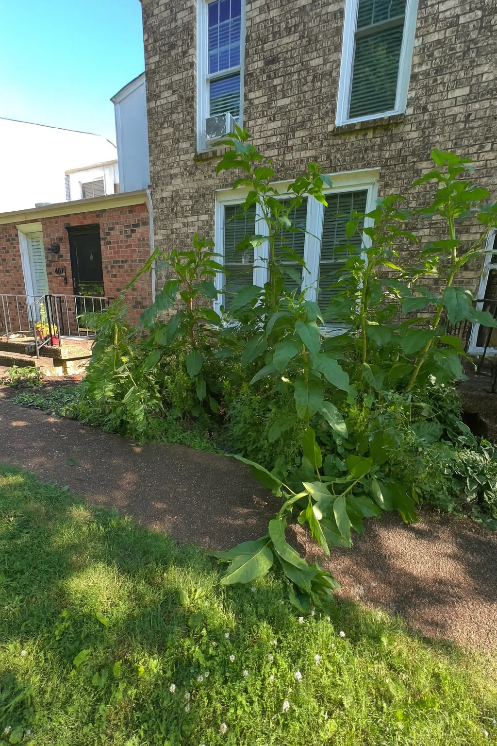 Before front yard redesign in Brentwood, TN, MRX Landscaping